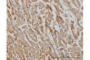Immunoperoxidase of monoclonal antibody to ACOT9 on formalin-fixed paraffin-embedded human heart. (ACOT9 抗体  (AA 1-212))