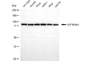 Western blotting analysis using HSP90AA1 antibody (ABIN7798867).