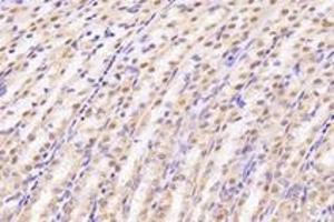 Immunohistochemistry analysis of paraffin-embedded rat stomach using,UCKL1 (ABIN7076157) at dilution of 1: 4000 (UCKL1 抗体)