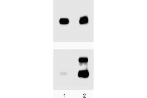 A431 (ATCC CRL-1555) cells were either left untreated (lane 1) or treated (lane 2) with 100 ng/ml EGF for 5 minutes at 37°C. (ERK1/2 抗体  (pThr202))