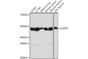 Western blot analysis of extracts of various cell lines, using CXCR5 Rabbit mAb (ABIN7266321) at 1:1000 dilution. (CXCR5 抗体)