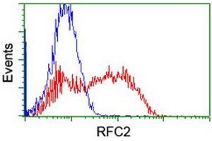 Image no. 2 for anti-Replication Factor C (Activator 1) 2, 40kDa (RFC2) antibody (ABIN1500671) (RFC2 抗体)