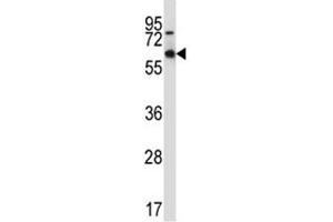 MEF2D antibody western blot analysis in 293 lysate. (MEF2D 抗体  (AA 251-279))