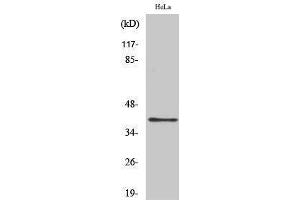 Western Blotting (WB) image for anti-Pyrimidinergic Receptor P2Y, G-Protein Coupled, 4 (P2RY4) (Internal Region) antibody (ABIN3186251) (P2RY4 抗体  (Internal Region))