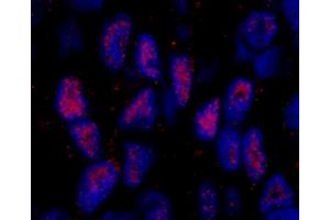Immunofluorescence (IF) image for anti-Mastermind-Like 2 (MAML2) (C-Term) antibody (ABIN7448985) (MAML2 抗体  (C-Term))