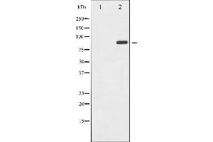 Western blot analysis of GluR2 expression in Mouse brain tissue lysates,The lane on the left is treated with the antigen-specific peptide. (GRIA2 抗体  (C-Term))