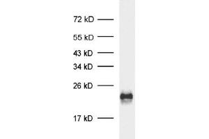 sample: rat retina preperation (ECL) (Complexin 4 抗体)