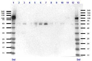 Western Blotting (WB) image for anti-Kruppel-Like Factor 4 (Gut) (KLF4) (N-Term) antibody (ABIN6655945)