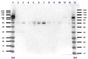 Western Blot of Rabbit anti-KLF4 antibody Western Blot of Rabbit anti-KLF4 antibody. (KLF4 抗体  (N-Term))