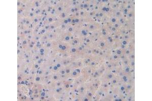 IHC-P analysis of Mouse Liver Tissue, with DAB staining. (LAMa4 抗体  (AA 745-940))