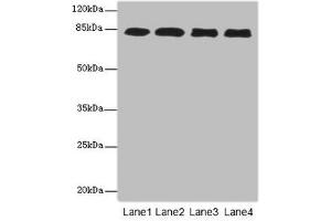 Western blot All lanes: EPS15L1antibody at 4. (EPS15L1 抗体  (AA 585-864))