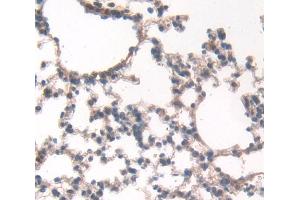 IHC-P analysis of Mouse Tissue, with DAB staining. (ECM1 抗体  (AA 20-434))