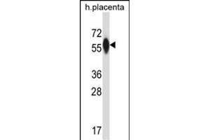P4HA3 Antibody (Center) (ABIN657608 and ABIN2846605) western blot analysis in human placenta tissue lysates (35 μg/lane). (P4HA3 抗体  (AA 274-303))
