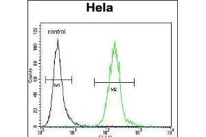 LDLRAD2 Antibody (Center) (ABIN656521 and ABIN2845790) flow cytometric analysis of Hela cells (right histogram) compared to a negative control cell (left histogram). (LDLRAD2 抗体  (AA 132-160))