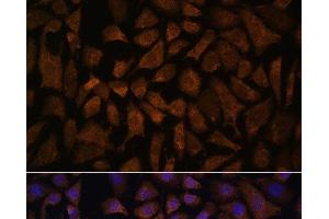 Immunofluorescence analysis of L929 cells using PPP2R5D Polyclonal Antibody at dilution of 1:100. (PPP2R5D 抗体)