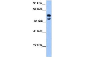 WB Suggested Anti-DEAF1 Antibody Titration:  0. (DEAF1 抗体  (N-Term))