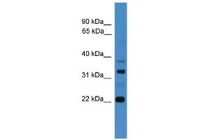 WB Suggested Anti-AMZ2 Antibody Titration: 0. (AMZ2 抗体  (C-Term))