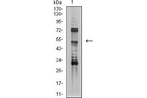Western blot analysis using TFAP2B mouse mAb against SK-N-SH (1) cell lysate.
