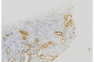 ABIN6279655 at 1/100 staining Mouse kidney tissue by IHC-P. (PIGC 抗体  (Internal Region))