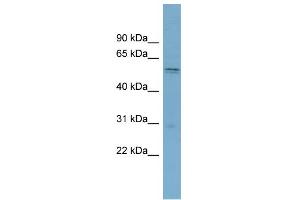 WB Suggested Anti-SLC7A11 Antibody Titration:  0. (SLC7A11 抗体  (Middle Region))