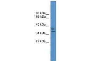 Image no. 1 for anti-Secretory Carrier Membrane Protein 3 (SCAMP3) (AA 21-70) antibody (ABIN6746588) (SCAMP3 抗体  (AA 21-70))