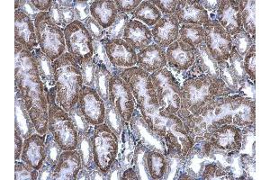 IHC-P Image BBOX1 antibody detects BBOX1 protein at cytoplasm on mouse kidney by immunohistochemical analysis. (BBOX1 抗体  (Center))