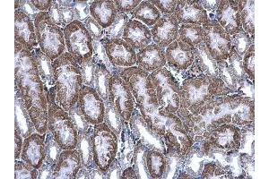 IHC-P Image BBOX1 antibody detects BBOX1 protein at cytoplasm on mouse kidney by immunohistochemical analysis.
