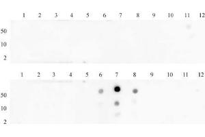 Histone H3 dimethyl Lys27 antibody (pAb) tested by dot blot analysis.