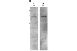 WB Image Sample(30 μg of whole cell lysate) A:H1299 7. (CHFR 抗体  (C-Term))