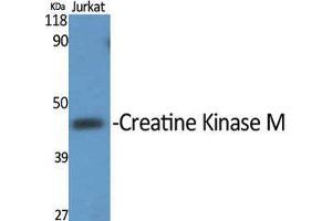 Western Blot (WB) analysis of specific cells using Creatine Kinase M Polyclonal Antibody. (CKM 抗体  (N-Term))