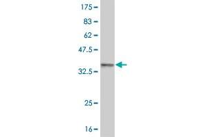 Western Blot detection against Immunogen (33.