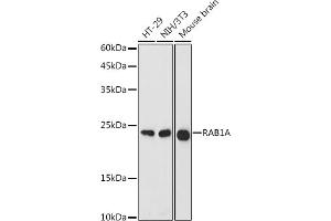 RAB1A 抗体  (AA 1-205)