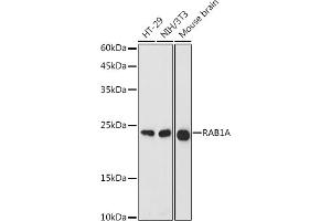 Western blot analysis of extracts of various cell lines, using RA antibody (ABIN7269798) at 1:1000 dilution. (RAB1A 抗体  (AA 1-205))