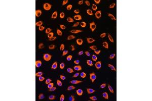 Immunofluorescence analysis of L929 cells using PCDHB4 Rabbit pAb (ABIN7269735) at dilution of 1:100. (PCDHb4 抗体  (AA 28-300))
