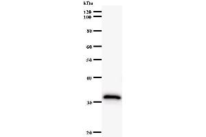 Western Blotting (WB) image for anti-Inhibitor of DNA Binding 2 (Id2) antibody (ABIN931106) (Id2 抗体)