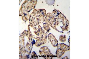LRRC45 Antibody (C-term) (ABIN655315 and ABIN2844894) immunohistochemistry analysis in formalin fixed and paraffin embedded human placenta tissue followed by peroxidase conjugation of the secondary antibody and DAB staining. (LRRC45 抗体  (C-Term))