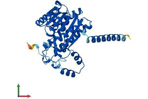 AlphaFold protein structure predicition of Human Recombinant SDR16C5 Protein, UniprotID Q8N3Y7
