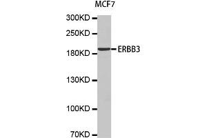 Western Blotting (WB) image for anti-Receptor Tyrosine-Protein Kinase ErbB-3 (ERBB3) antibody (ABIN1876761) (ERBB3 抗体)