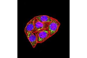 Immunofluorescence analysis of Hela cells using KMT5A mouse mAb (green). (SETD8 抗体  (AA 109-272))