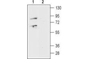 Western blot analysis of mouse brain lysate: - 1. (Prokineticin Receptor 1 抗体  (Extracellular, N-Term))