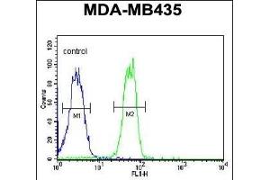 BTNL8 Antibody (Center) (ABIN651202 and ABIN2840129) flow cytometric analysis of MDA-M cells (right histogram) compared to a negative control cell (left histogram). (BTNL8 抗体  (AA 257-285))