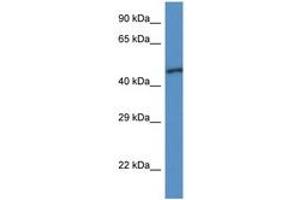 Image no. 1 for anti-Ubiquinol-Cytochrome C Reductase Core Protein I (UQCRC1) (AA 143-192) antibody (ABIN6747393)