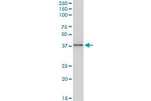 Western Blotting (WB) image for anti-BCL2-Associated Athanogene (BAG1) (AA 241-345) antibody (ABIN560026)