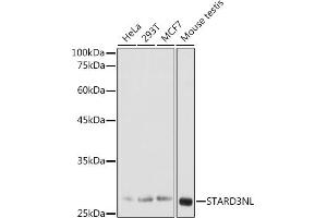 Western blot analysis of extracts of various cell lines, using STNL antibody (ABIN7270585) at 1:1000 dilution. (STARD3NL 抗体  (AA 185-234))