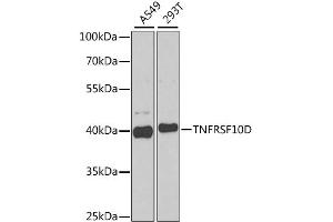 Western blot analysis of extracts of various cell lines, using TNFRSF10D antibody (ABIN1877122) at 1:1000 dilution. (DcR2 抗体)