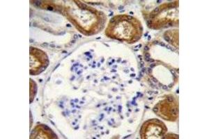 Immunohistochemistry (IHC) image for anti-Secreted phosphoprotein 1 (SPP1) (AA 14-40) antibody (ABIN3032521)