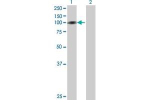 Western Blot analysis of C1orf25 expression in transfected 293T cell line by C1orf25 MaxPab polyclonal antibody. (TRMT1L 抗体  (AA 1-733))