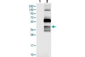 Western blot analysis of Lane 1: Negative control (vector only transfected HEK293T lysate), Lane 2: Over-expression Lysate (Co-expressed with a C-terminal myc-DDK tag (~3. (OPAL1 抗体)