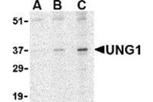 Western blot analysis of UNG1 in C2C12 cell lysate with this product at (A) 0. (UNG 抗体  (N-Term))