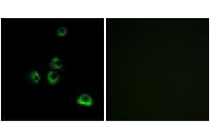 Immunofluorescence analysis of MCF7 cells, using OR2M7 Antibody. (OR2M7 抗体  (AA 241-290))